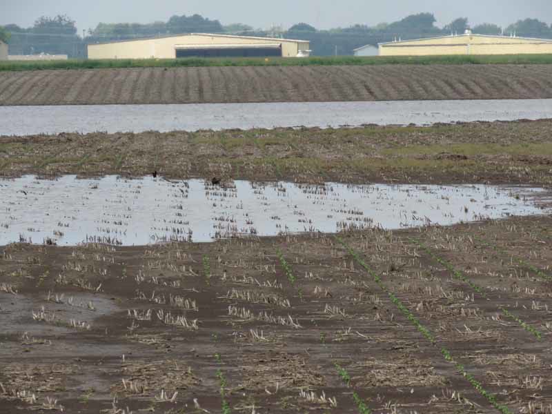 Soybeans